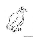 vautour01.jpg